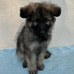 Dk. Blue Boy - Sable male German Shepherd puppy in Columbus, Mississippi from Olde Wolfe German Shepherds
