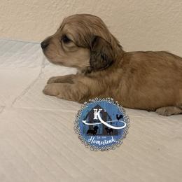 Cinnamon - Cream female Dachshund puppy in Clearlake Oaks, California from K’s Homestead