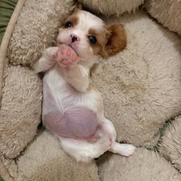 Blenheim girl - Blenheim female Cavalier King Charles Spaniel puppy in Melbourne, Florida from Majestic Cavaliers of Melbourne FL