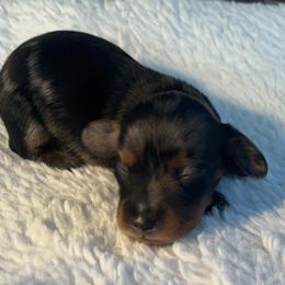 Flynn Rider 5 - Dapple male Dachshund puppy in Scottdale, Pennsylvania from Our Sweet Dachshund Farm