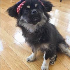 Tibetan Spaniel Puppies from Runningbrook