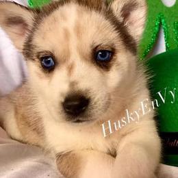 Siberian Huskies from Husky eNVy
