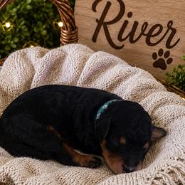 River- Light Blue Collar - Black phantom male Aussiedoodle puppy in Grand Blanc, Michigan from B's Aussiedoodles