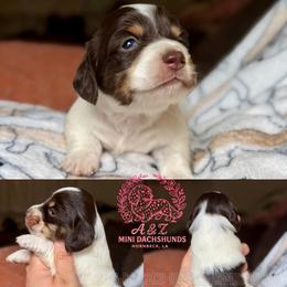 Andy - Piebald male Dachshund puppy in Hornbeck, Louisiana from A&Z Mini Dachshunds