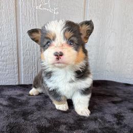 Sonora - Black and tan female Pembroke Welsh Corgi puppy in Mc Cammon, Idaho from Sunny J Corgis and Mini Americans
