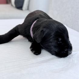 Lady Purple - Black female Giant Schnauzer puppy in Wildomar, California from My Angel Schnauzers