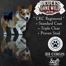 Deuce - American Corgi