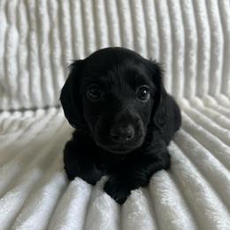 Jasper - Black male Dachshund puppy in Ocala, Florida from Weenie Boops