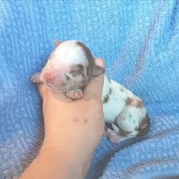 Girl 1 - Red merle female Australian Shepherd puppy in Sultan, Washington from Van Huitt Australian Shepherds