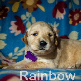 Golden Retriever Puppies from Happy Tails