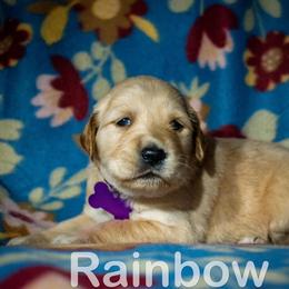 Golden Retriever Puppies from Happy Tails