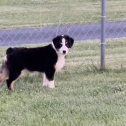 Boy 4 - Australian Shepherd puppy in Jonesborough, Tennessee from Lotus Australian Shepherds
