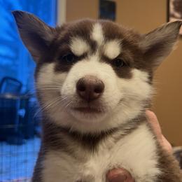 Girl 4 - Red and white female Siberian Husky puppy in Howard City, Michigan from Rustic Pines