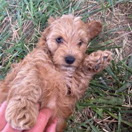 Aussiedoodle, Australian Shepherd, Bernedoodle, Cockapoo, and Poodle Puppies from Sis' Doodles & Poodles