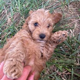 Aussiedoodle, Australian Shepherd, Bernedoodle, Cockapoo, and Poodle Puppies from Sis' Doodles & Poodles