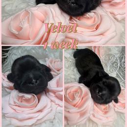 Velvet - Black and white female Shih Tzu puppy in Coolidge, Arizona from Shih Tzu’s  ‘N’ Love