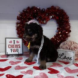 Cyndi Lauper - Phantom female Bernedoodle puppy in Gilbert, Arizona from The Berne Barn... it’s a Doodle thing!