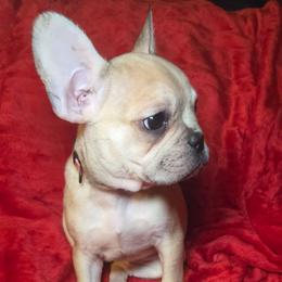 Genia - Fawn and white female French Bulldog puppy in Capitol Heights, Maryland from Heritage Bully Co.