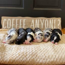 Australian Shepherd puppies from Hub City Aussies