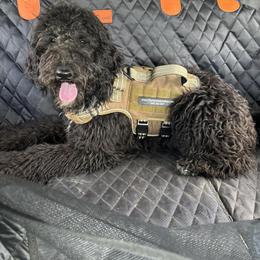 Piglet - Black female Goldendoodle puppy in Water Valley, Mississippi from Olympian Doodles