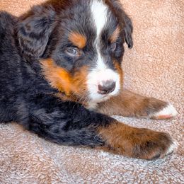 Bernedoodle, Bernese Mountain Dog, and Siberian Husky Puppies from Timberline Paws