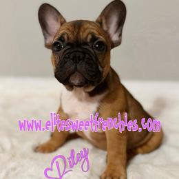 Pink collar Girl Riley - Fawn female French Bulldog puppy in Dothan, Alabama from Elite Sweet Frenchies