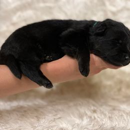 Boy 6 - German Shepherd puppy in Guthrie, Oklahoma from Seelenfeuer German Shepherd Dogs