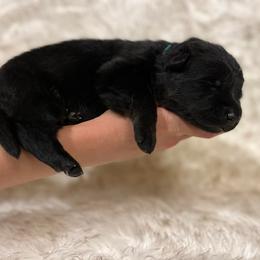 Boy 6 - German Shepherd puppy in Guthrie, Oklahoma from Seelenfeuer German Shepherd Dogs