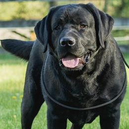 Labrador Retriever puppies from River View Labradors