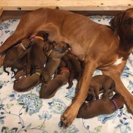 Rhodesian Ridgeback Puppies from Supernova Ridgebacks