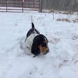 Basset Hound Puppies from Honey Moon Hounds