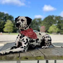 Dalmatians from New Horizonz Dobermans and Dalmatians