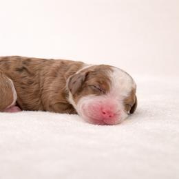 Java - Chocolate merle male Bernedoodle puppy in Temecula, California from Country Hills Doodles