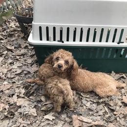 Woodrow - Poodle