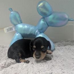 4 black and cream - Black and cream male Dachshund puppy in Central Point, Oregon from MRS Long Dog Ranch