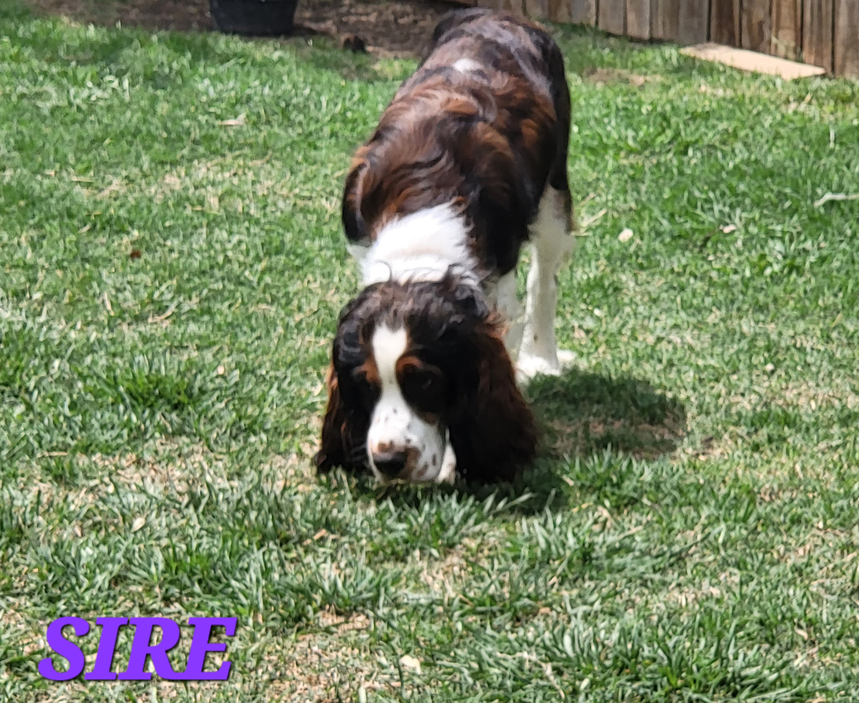 Nano - English Springer Spaniel