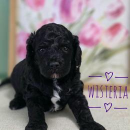 Wisteria - Black female Goldendoodle puppy in Lynn Haven, Florida from JoZy's Doodles