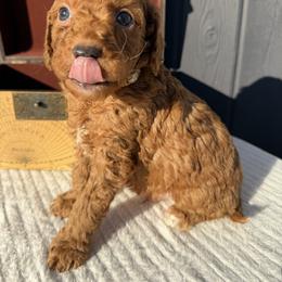 Tan paws - Red  male Goldendoodle puppy in Rush, New York from Care Bear Puppies
