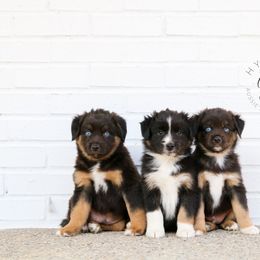 Miniature Australian Shepherd and Toy Australian Shepherd Puppies from Hydden Aussies