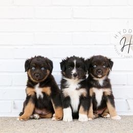 Miniature Australian Shepherd and Toy Australian Shepherd Puppies from Hydden Aussies