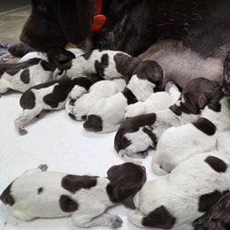 Wirehaired Pointing Griffon puppies from Saint Barbara's Wirehaired Pointing Griffons