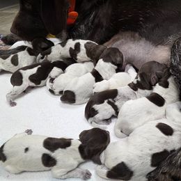 Wirehaired Pointing Griffon puppies from Saint Barbara's Wirehaired Pointing Griffons