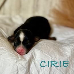 Cirie - Tri-color female Bernedoodle puppy in Gilbert, Arizona from Safe Havynn Doodles
