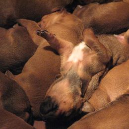 Rhodesian Ridgeback Puppies from TerraCotta Kennels