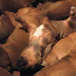 Rhodesian Ridgeback Puppies from TerraCotta Kennels