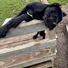 Girl 2 - Black female Cane Corso puppy in Sullivan, Missouri from Midwest Cane Corso in Action
