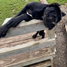 Girl 2 - Black female Cane Corso puppy in Sullivan, Missouri from Midwest Cane Corso in Action