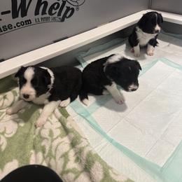 Belgian Malinois, Border Collie, and German Shepherd Puppies from Fairlane Kennels