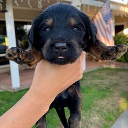 Maui - Phantom male Bernedoodle puppy in Yuba City, California from Ranch House Doodles