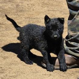 Grey Girl - Black female German Shepherd puppy in Lake George, Colorado from High Country German Shepherds